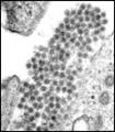 Flavivirus